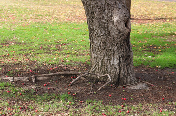 base of tree trunk and roots near fallen red berries