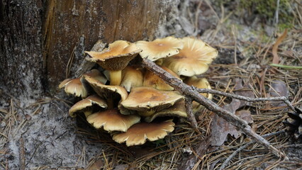 Mushrooms in the forest litter
