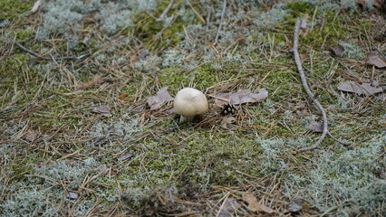 Mushrooms in the forest litter
