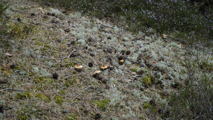 Mushrooms in the forest litter
