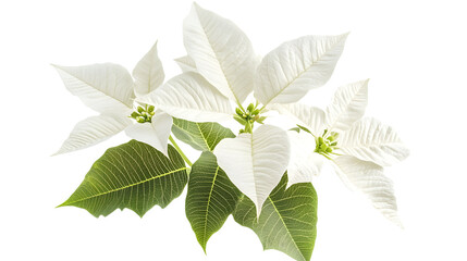 White popsicle ice cream on a transparent background. isolated background.