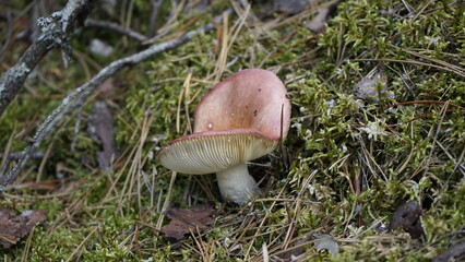 Mushrooms in the forest litter
