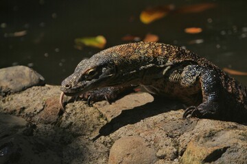 a Komodo dragon is crawling on the rocks