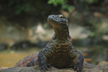 a Komodo dragon was crawling on the rocks and observing the surroundings