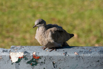 Turkish dove pigeon bird of the species 
