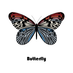 Colorful butterfly a vector illustration