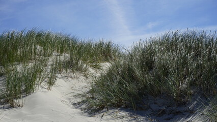 Moving dunes by the sea in Poland
