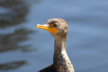 water bird with curved yellow beak