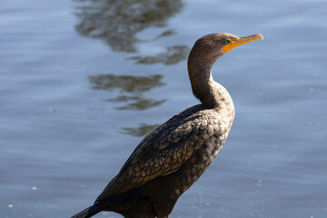 water bird with curved yellow beak