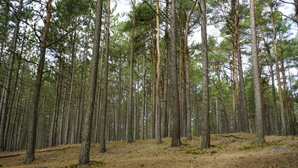 Przyroda w Polskim lesie nad Morzem Bałtyckim