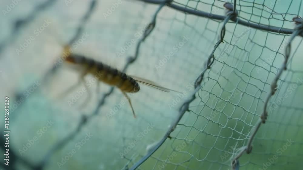 Poster close-up of a mosquito resting on an insect net in natural light generative ai