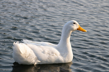 Obraz premium white duck floating on blue water