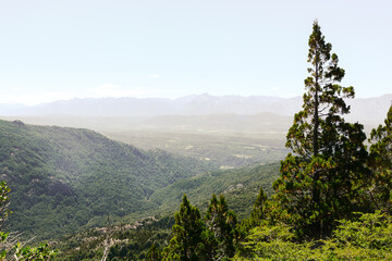 Landscape with a green pine tree in a lush forest on the mountain as part of a challenging trekking trail that connects Natacion Lake and Cajon del Azul landmarks in El Bolson, Rio Negro, Argentina.