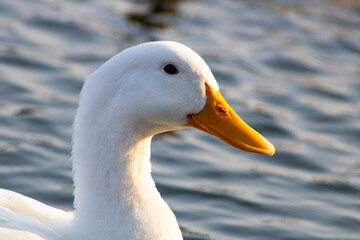white duck floating on blue water