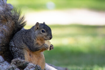 furry brown squirrel eating food