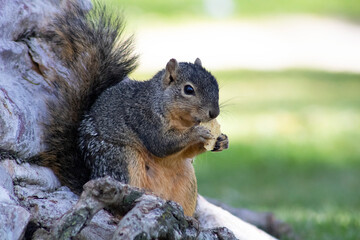 furry brown squirrel eating food