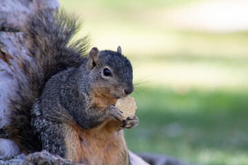 furry brown squirrel eating food