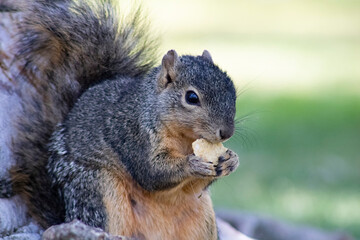 furry brown squirrel eating food