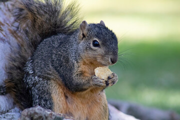 furry brown squirrel eating food