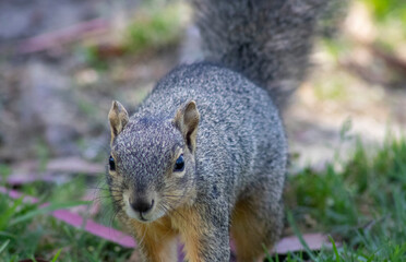 cute woodland squirrel with brown fur