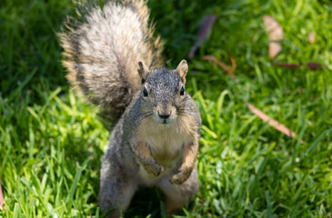 cute woodland squirrel with brown fur
