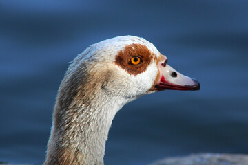 closeup goose head with yellow eye