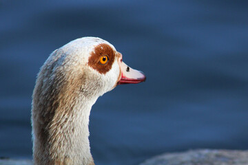 closeup goose head with yellow eye