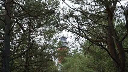 Lighthouse in the forest by the sea
