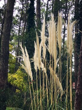 &ldquo;Wild Plants with Pine Trees in the Background &ndash; A Natural Forest Landscape&rdquo;