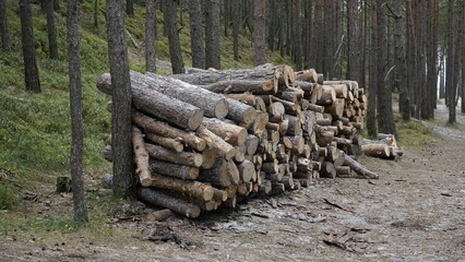 Przyroda w Polskim lesie nad Morzem Bałtyckim