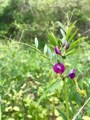 wild strawberry plant
