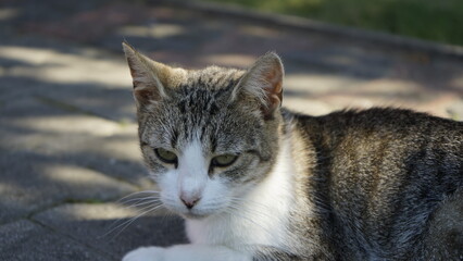 A resting cat lying down on paving stones