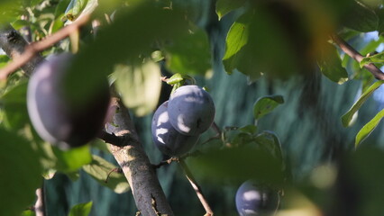 A luscious plum, delicately suspended on a branch amidst lush leaves in an orchard