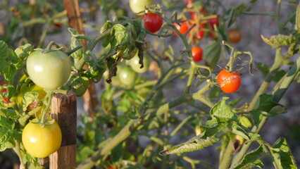 Cherry tomatoes on a bush in the garden