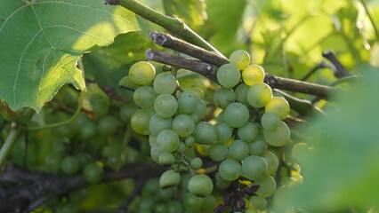 An enchanting sight in the garden: clusters of ripe grapes hanging gracefully on a branch,...
