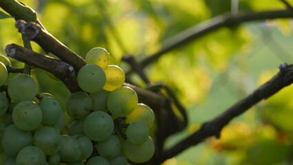 An enchanting sight in the garden: clusters of ripe grapes hanging gracefully on a branch,...