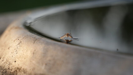 A mirror image of a mosquito in the water