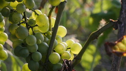 An enchanting sight in the garden: clusters of ripe grapes hanging gracefully on a branch, surrounded by vibrant green leaves, promising a bountiful harvest
