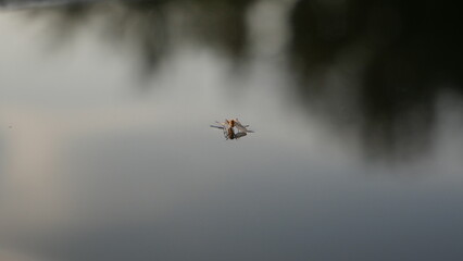 Fototapeta premium A mirror image of a mosquito in the water