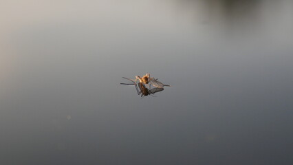 A mirror image of a mosquito in the water