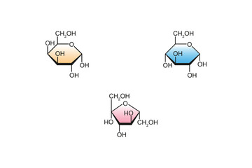 Types of Monosaccharides (Glucose, Galactose and Fructose) Science Design. Vector Illustration.