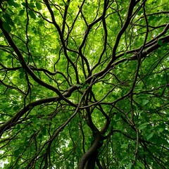 Fototapeta premium Intricate Web of Nature: Lush Tree Canopy with Radiant Greens