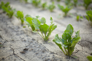 Rows of beets that grow in the field
