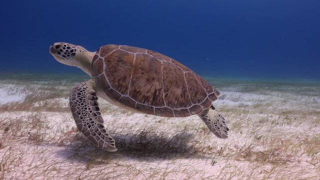 tortuga verde de mar (chelonia mydas) nadando suavemente sobre un banco de arena.