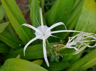 Asiatische Hakenlilie auf La Gomera © Clarini