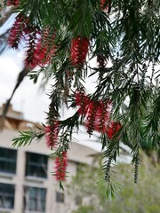 flaschenputzerbaum auf La Gomera