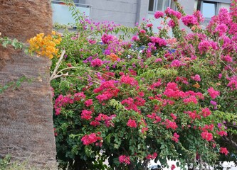 Bougainvillea in San Sebastián auf La Gomera