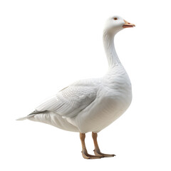 Fototapeta premium A frosted goose waddling gracefully in the yard during winter daylight