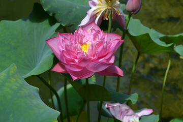 Water Lily 