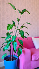 Plant next to pink couch with pillow in living room interior with patterned wallpaper. Real photo, simple style